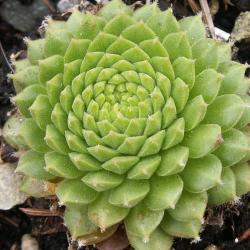 Sempervivum - Dachwurz - Hauswurz